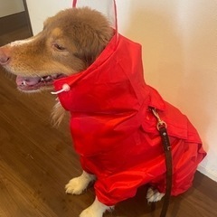 元気な男の子のオーストラリアンシェパードです。家庭環境の変化により里親募集いたします − 栃木県