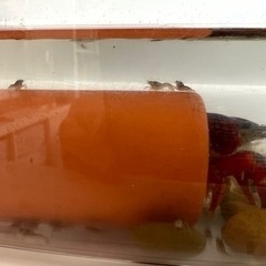 【再投稿】ザリガニの赤ちゃんもらってください！！