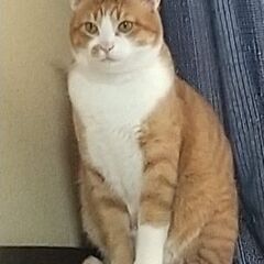 3歳8ヶ月のオスの茶トラです