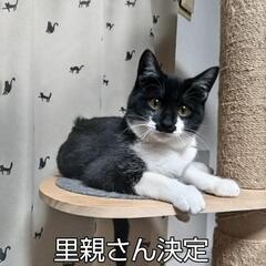 保護猫子供（ママも別投稿あり)の里親さん募集
