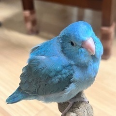 マメルリハ親募集（里親確定しました）