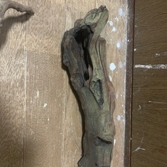 流木　爬虫類　両生類　レイアウトの画像
