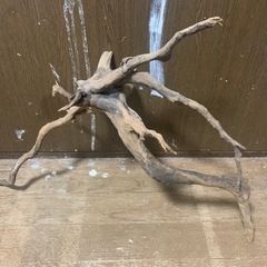 流木　爬虫類　両生類　レイアウト