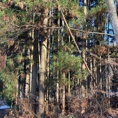 杉　伐採して材木としての画像