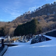杉　伐採して材木としての画像
