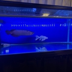 最終値下げ！業者買取値段＋500円　ヒレナガ錦鯉・銀鱗・プラチナ　超希少　有名店で購入済みの画像