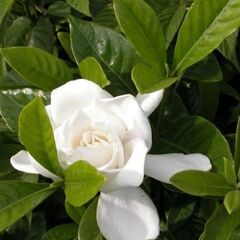 大八重梔子(ショベルカーで掘り起こしできる人)の画像