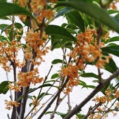 金木犀ですよ(ショベルカーで掘り起こしできる人)の画像