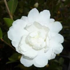 山茶花(ショベルカーで掘り起こしできる人)の画像