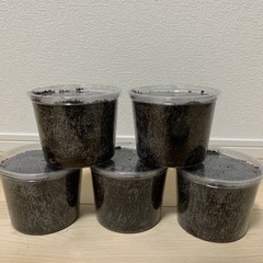 コーカサスオオカブト（原名亜種）2令幼虫10頭セットの画像