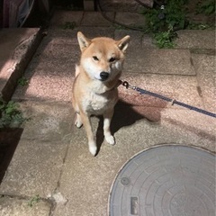 柴犬4歳