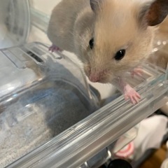 ゴールデンハムスター里親募集