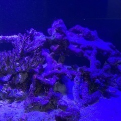 大幅値引き！1200×600×450 水槽　一式の画像