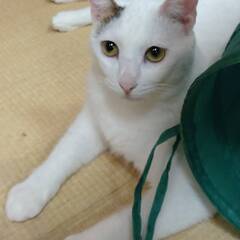 白猫ページです。 白猫ページです。 白猫 ZX白
