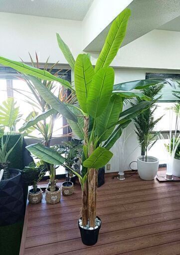 ⑥【処分価格】バナナツリー4本　お買い得♪