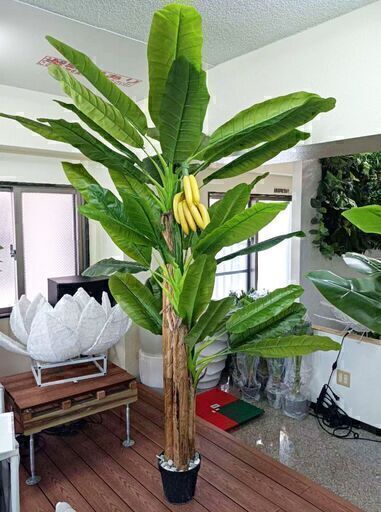 ⑥【訳あり】バナナツリー3本＋バナナ　お買い得♪