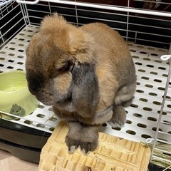 ホーランドロップ　うさぎ