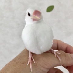 白文鳥お迎え募集中！