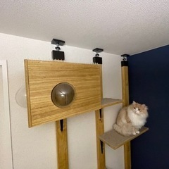 キャットタワー　高さ223cm程度の画像