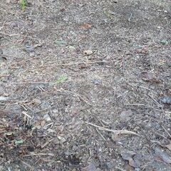 【残土】【無料】 庭土 園芸 造成 家庭菜園 整地 盛土 あげます 1-1の画像