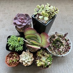 まとめてお得！・美苗！多肉植物（エケベリア・セダム・カランコエなど）・鉢ごとの画像