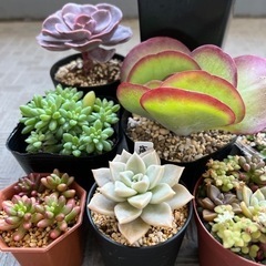 まとめてお得！・美苗！多肉植物（エケベリア・セダム・カランコエな...