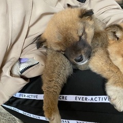 子犬の里親を募集します - 犬