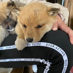 子犬の里親を募集します − 岡山県
