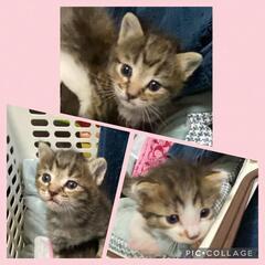 1ヶ月のキジトラ仔猫三兄弟