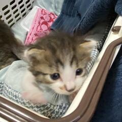 1ヶ月のキジトラ仔猫三兄弟 - 猫