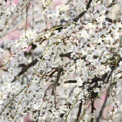 花枝垂れ梅(ショベルカーで掘り起こしできる人)の画像