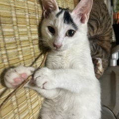 野良猫です - 尾道市