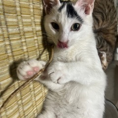 野良猫です