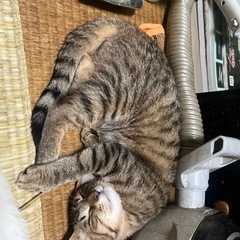 野良猫です - 猫