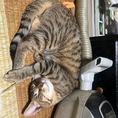 野良猫です − 広島県