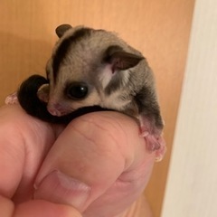 フクロモモンガ　クラシックヘテロクリミノ男の子