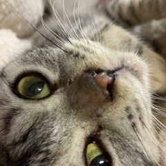 アメリカンショートヘア×マンチカンmix 🐈