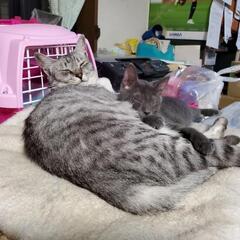 サバシロ　ゆぅな　3歳 − 京都府