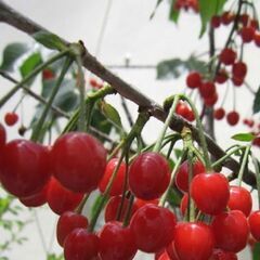 桜桃をお客様ご自身で手作業又はショベルカーで掘り起こせる人の画像