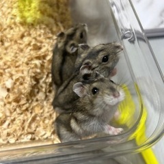 【2/5更新】ジャンガリアンハムスター♂