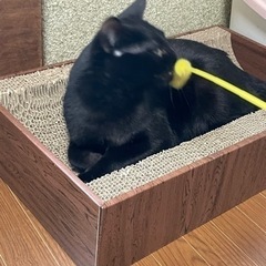 急募 マンチカンと雑種 - 猫