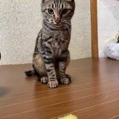 急募 マンチカンと雑種