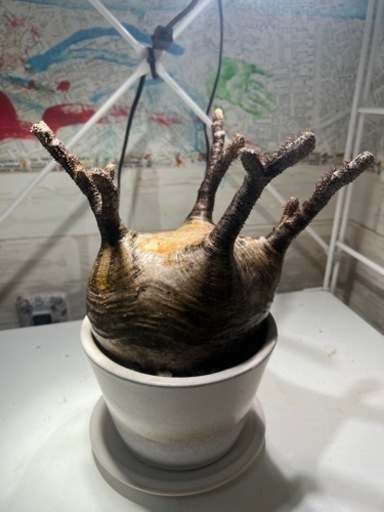 パキボディウムグラキリス　塊根植物　観葉植物　レア植物　