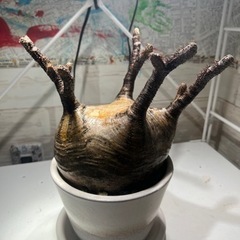 パキボディウムグラキリス　塊根植物　観葉植物　レア植物　の画像