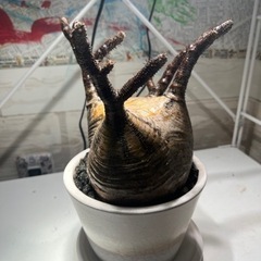 パキボディウムグラキリス　塊根植物　観葉植物　レア植物　の画像
