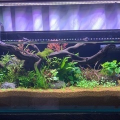 引取 アクアリウム 引退 90cm 水槽 水槽台 エーハイム z...