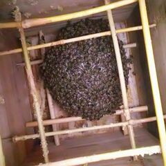 日本ミツバチの重箱式2段巣箱×2セット(待受用)の画像