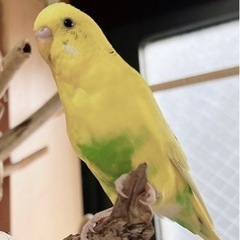 鳥インコ友達募集