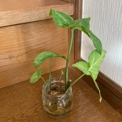 観葉植物　シンゴニウム　水栽培の画像