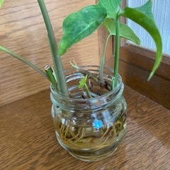観葉植物　シンゴニウム　水栽培の画像